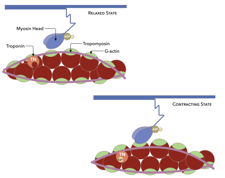 آزمایش‌های خونی قلبی